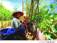 インドネシアの今　写真１
